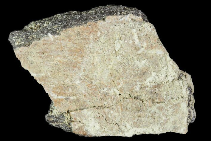 Achelousaurus Bone Fragment - Montana #103143